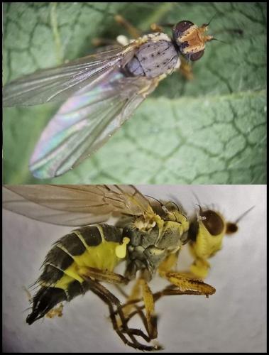 Réf. 320 682 : Agromyza rufipes